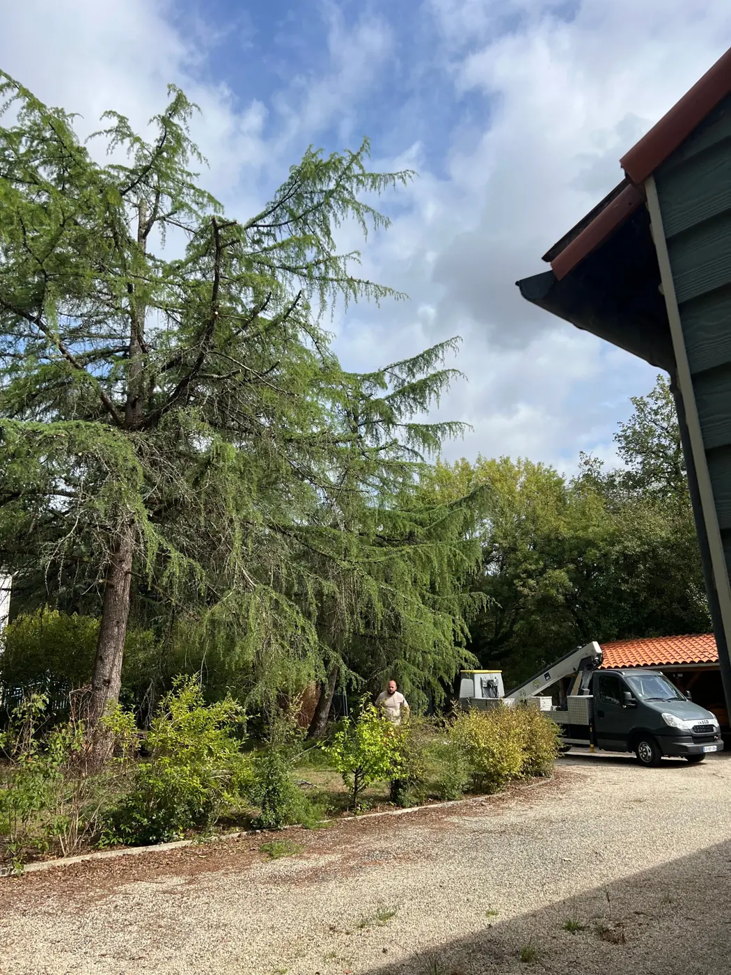 Grand cèdre dans un jardin, camion d'Élagage Vogel dans l'allée