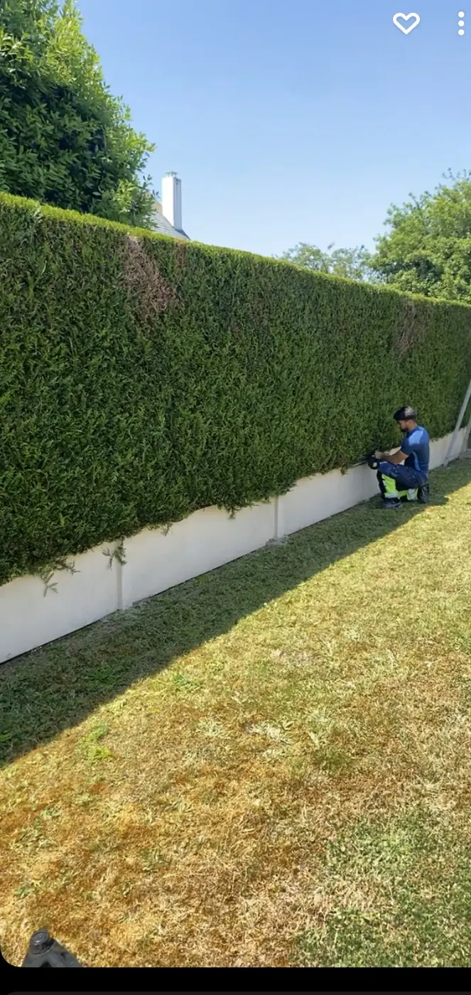 Jardin avec une haie haute en cours de taille
