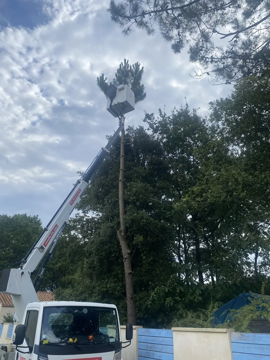 Pin démonté à la nacelle par Élagage Vogel, au-dessus d'un mur de jardin