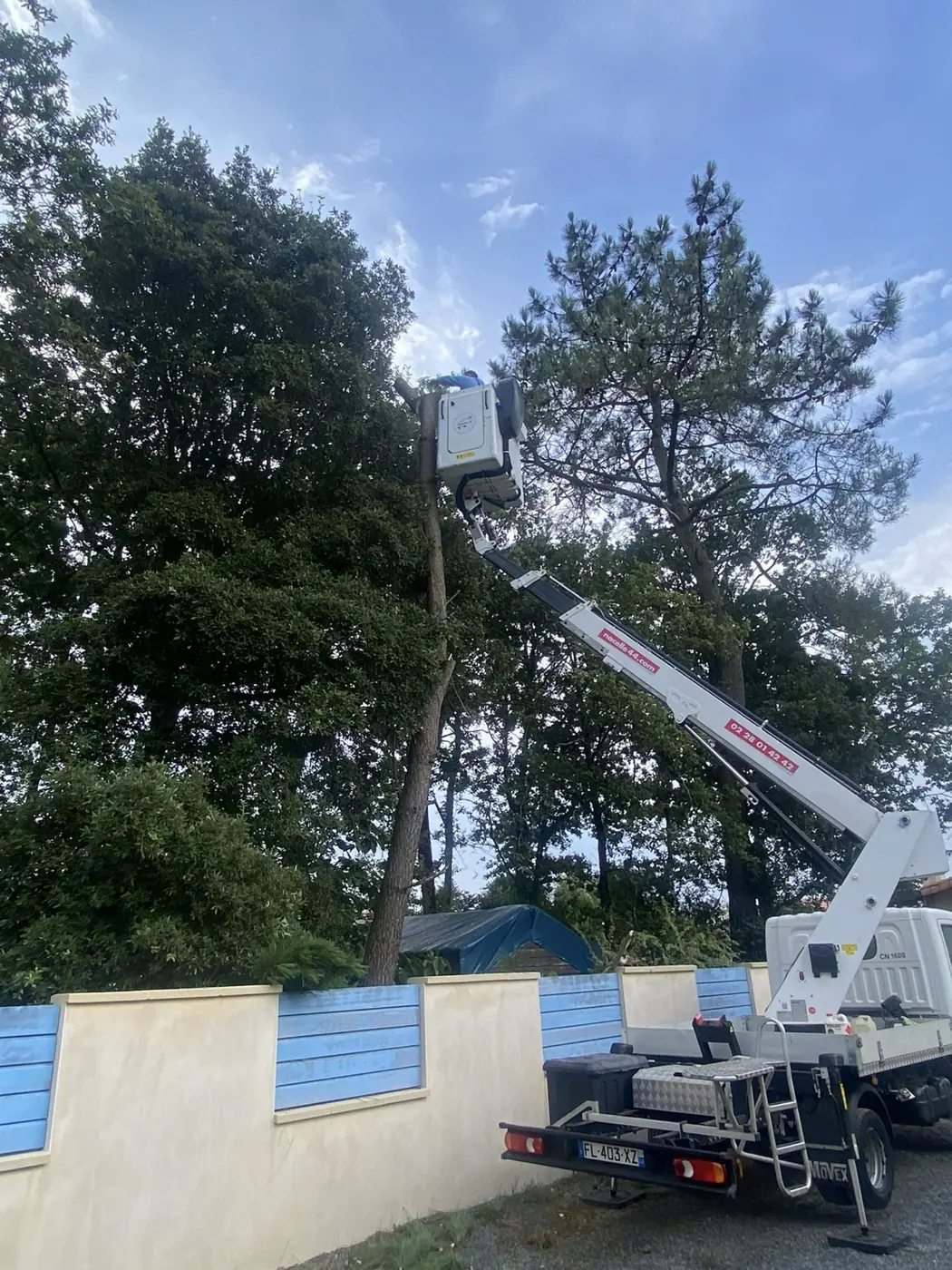 Nacelle d'Élagage Vogel au pied d'un grand pin, derrière un mur de jardin