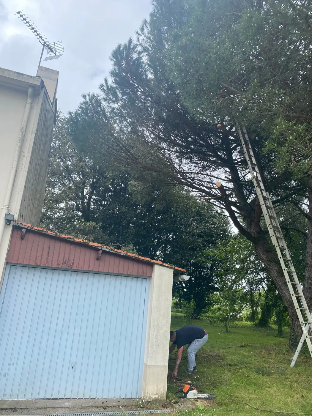 Tronçonneuse au pied d'un grand pin, à côté d'un garage